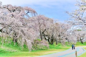 光明寺公園、しだれ桜、3月の春の花、愛知県一宮市の観光・撮影スポットの画像と写真光明寺公園、しだれ桜、3月の春の花、愛知県一宮市の観光・撮影スポットの画像と写真