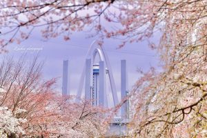 光明寺公園、しだれ桜、3月の春の花、愛知県一宮市の観光・撮影スポットの画像と写真