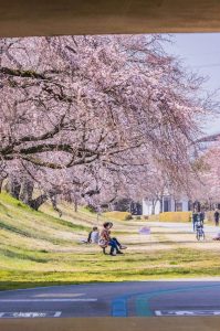 光明寺公園、しだれ桜、3月の春の花、愛知県一宮市の観光・撮影スポットの画像と写真