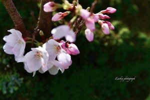 光明寺公園、しだれ桜、3月の春の花、愛知県一宮市の観光・撮影スポットの画像と写真