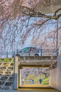 光明寺公園、しだれ桜、3月の春の花、愛知県一宮市の観光・撮影スポットの画像と写真