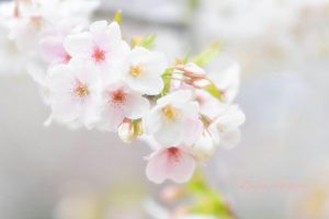 光明寺公園、しだれ桜、3月の春の花、愛知県一宮市の観光・撮影スポットの画像と写真