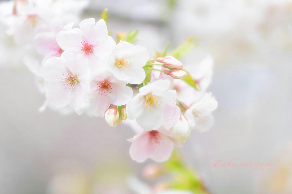 光明寺公園、しだれ桜、3月の春の花、愛知県一宮市の観光・撮影スポットの画像と写真
