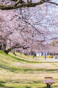 光明寺公園、しだれ桜、3月の春の花、愛知県一宮市の観光・撮影スポットの画像と写真