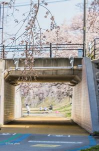 光明寺公園、しだれ桜、3月の春の花、愛知県一宮市の観光・撮影スポットの画像と写真