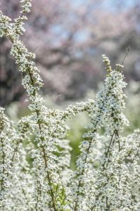 光明寺公園、しだれ桜、3月の春の花、愛知県一宮市の観光・撮影スポットの画像と写真
