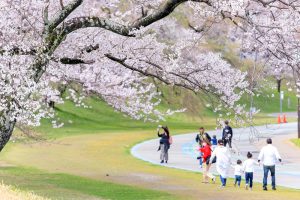 光明寺公園。桜並木、３月春の花、愛知県一宮市の観光・撮影スポットの名所