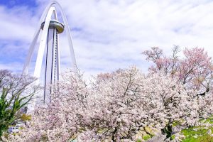 光明寺公園。桜並木、３月春の花、愛知県一宮市の観光・撮影スポットの名所