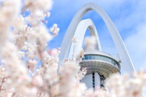 光明寺公園。桜並木、３月春の花、愛知県一宮市の観光・撮影スポットの名所