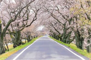 光明寺公園。桜並木、３月春の花、愛知県一宮市の観光・撮影スポットの名所