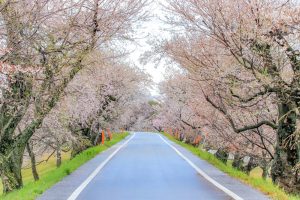 光明寺公園。桜並木、３月春の花、愛知県一宮市の観光・撮影スポットの名所