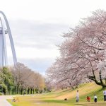 光明寺公園。桜並木、３月春の花、愛知県一宮市の観光・撮影スポットの名所