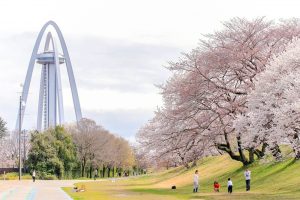 光明寺公園。桜並木、３月春の花、愛知県一宮市の観光・撮影スポットの名所