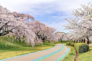 光明寺公園。桜並木、３月春の花、愛知県一宮市の観光・撮影スポットの名所