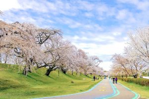 光明寺公園。桜並木、３月春の花、愛知県一宮市の観光・撮影スポットの名所