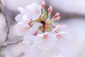 光明寺公園。桜並木、３月春の花、愛知県一宮市の観光・撮影スポットの名所