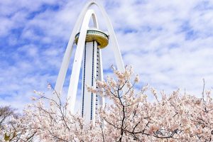 光明寺公園。桜並木、３月春の花、愛知県一宮市の観光・撮影スポットの名所