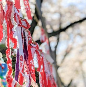 国府宮神社、桜、3月春の花、愛知県稲沢市の観光・撮影スポットの画像と写真