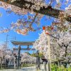 国府宮神社、桜、3月春の花、愛知県稲沢市の観光・撮影スポットの画像と写真