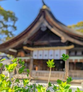 国府宮神社、桜、3月春の花、愛知県稲沢市の観光・撮影スポットの画像と写真