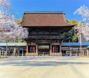 国府宮神社、桜、3月春の花、愛知県稲沢市の観光・撮影スポットの画像と写真
