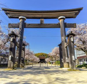 国府宮神社、桜、3月春の花、愛知県稲沢市の観光・撮影スポットの画像と写真