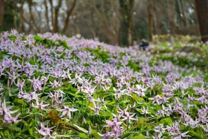香嵐渓カタクリ群生地、飯盛山、3月春の花、愛知県豊田市の観光・撮影スポットの画像と写真