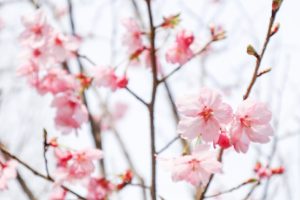 香嵐渓カタクリ群生地、飯盛山、3月春の花、愛知県豊田市の観光・撮影スポットの画像と写真