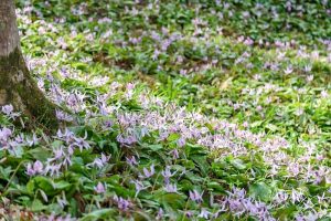香嵐渓カタクリ群生地、飯盛山、3月春の花、愛知県豊田市の観光・撮影スポットの画像と写真