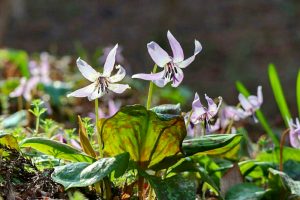 香嵐渓カタクリ群生地、飯盛山、3月春の花、愛知県豊田市の観光・撮影スポットの画像と写真