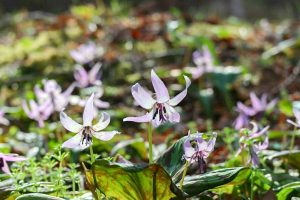 香嵐渓カタクリ群生地、飯盛山、3月春の花、愛知県豊田市の観光・撮影スポットの画像と写真