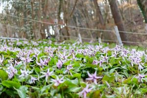 香嵐渓カタクリ群生地、飯盛山、3月春の花、愛知県豊田市の観光・撮影スポットの画像と写真