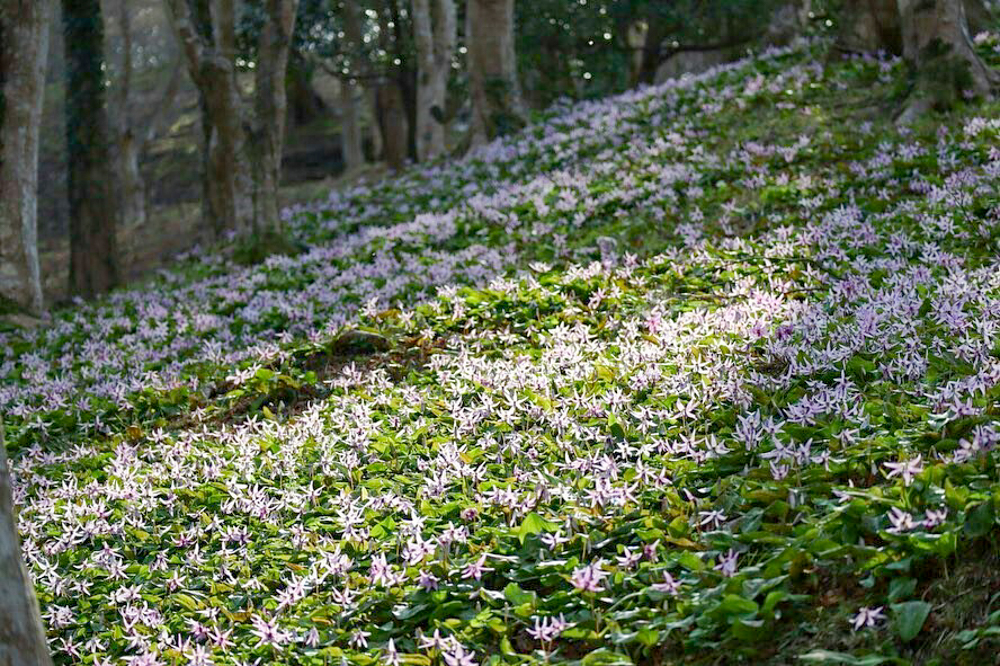 香嵐渓カタクリ群生地、飯盛山、3月春の花、愛知県豊田市の観光・撮影スポットの画像と写真