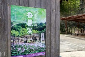 香嵐渓カタクリ群生地、飯盛山、3月春の花、愛知県豊田市の観光・撮影スポットの画像と写真