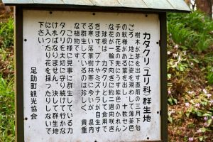 香嵐渓カタクリ群生地、飯盛山、3月春の花、愛知県豊田市の観光・撮影スポットの画像と写真