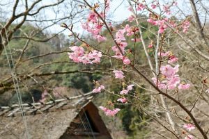 香嵐渓カタクリ群生地、飯盛山、3月春の花、愛知県豊田市の観光・撮影スポットの画像と写真