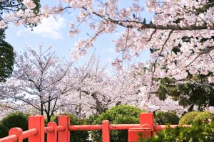九華公園、桜並木、3月春の花、三重県桑名市の観光・撮影スポットの画像と写真