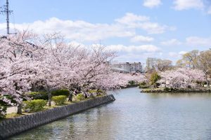 九華公園、桜並木、3月春の花、三重県桑名市の観光・撮影スポットの画像と写真