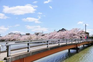 九華公園、桜並木、3月春の花、三重県桑名市の観光・撮影スポットの画像と写真