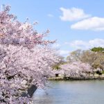 九華公園、桜並木、3月春の花、三重県桑名市の観光・撮影スポットの画像と写真