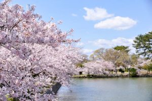 九華公園、桜並木、3月春の花、三重県桑名市の観光・撮影スポットの画像と写真