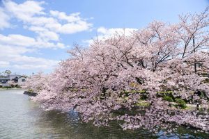 九華公園、桜並木、3月春の花、三重県桑名市の観光・撮影スポットの画像と写真
