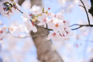 九華公園、桜並木、3月春の花、三重県桑名市の観光・撮影スポットの画像と写真