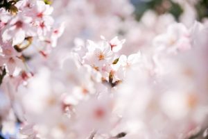 九華公園、桜並木、3月春の花、三重県桑名市の観光・撮影スポットの画像と写真