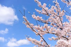 九華公園、桜並木、3月春の花、三重県桑名市の観光・撮影スポットの画像と写真