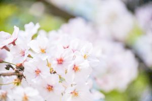 九華公園、桜並木、3月春の花、三重県桑名市の観光・撮影スポットの画像と写真