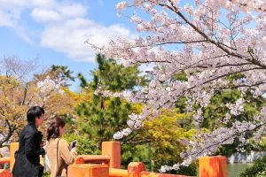 九華公園、桜並木、3月春の花、三重県桑名市の観光・撮影スポットの画像と写真