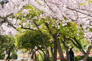 九華公園、桜並木、3月春の花、三重県桑名市の観光・撮影スポットの画像と写真