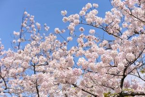 九華公園、桜並木、3月春の花、三重県桑名市の観光・撮影スポットの画像と写真