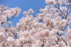 九華公園、桜並木、3月春の花、三重県桑名市の観光・撮影スポットの画像と写真